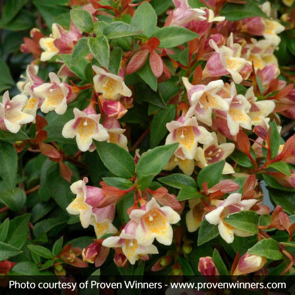 Sunny Anniversary&reg; Abelia