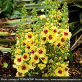 Dark Eyes Verbascum