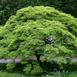 Green Laceleaf Japanese Maple