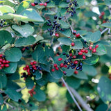 Emerald Triumph Viburnum