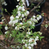 Top Hat Blueberry Bush