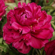 Karl Rosenfield Peony