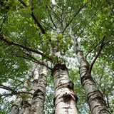 Audubon&reg; Native Quaking Aspen