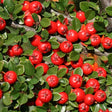 Cranberry Cotoneaster