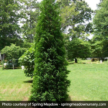 American Pillar Arborvitae