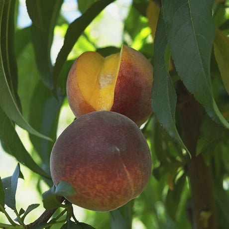 Queencrest Peach Tree