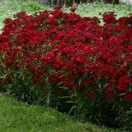 Rockin'&trade; Red Dianthus