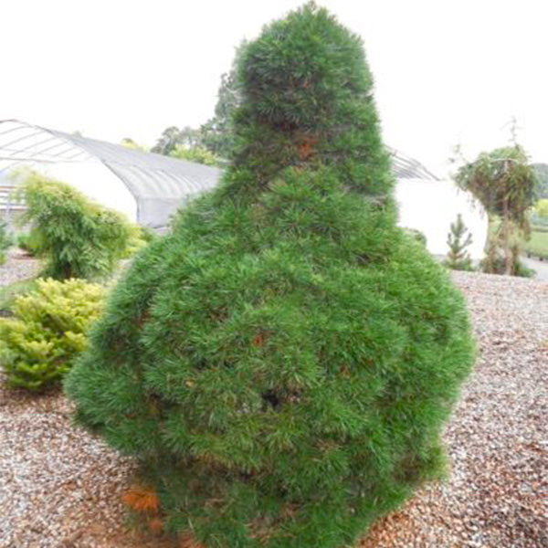 Green Penguin Dwarf Scotch Pine