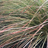 Cappuccino Sedge Grass