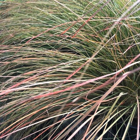 Cappuccino Sedge Grass