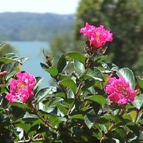 Pocomoke Crape Myrtle