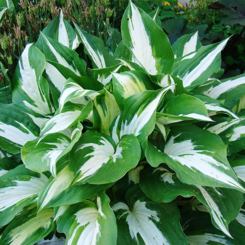 Loyalist Hosta