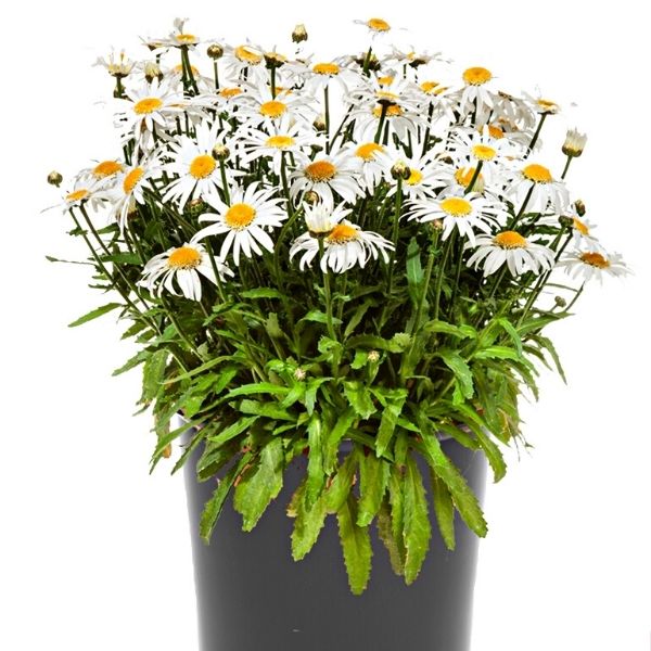 Angel Daisy&trade; Shasta Daisy