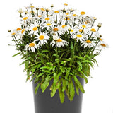 Angel Daisy&trade; Shasta Daisy