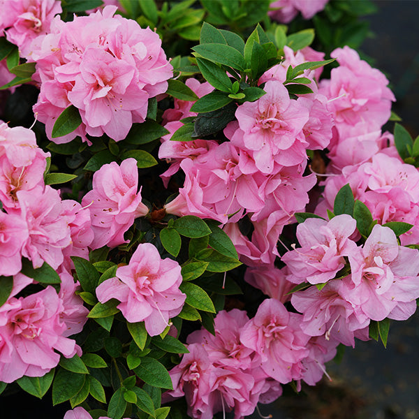 Perfecto Mundo&reg; Double Pink Reblooming Azalea