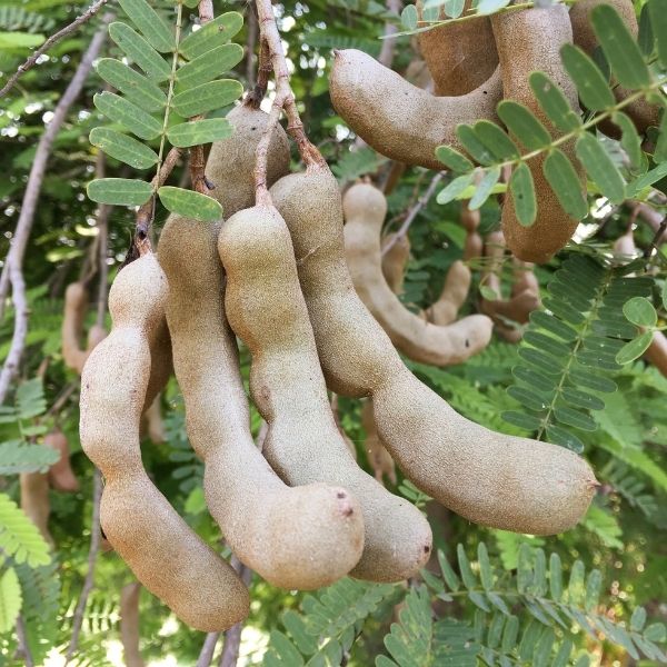 Tamarind Tree