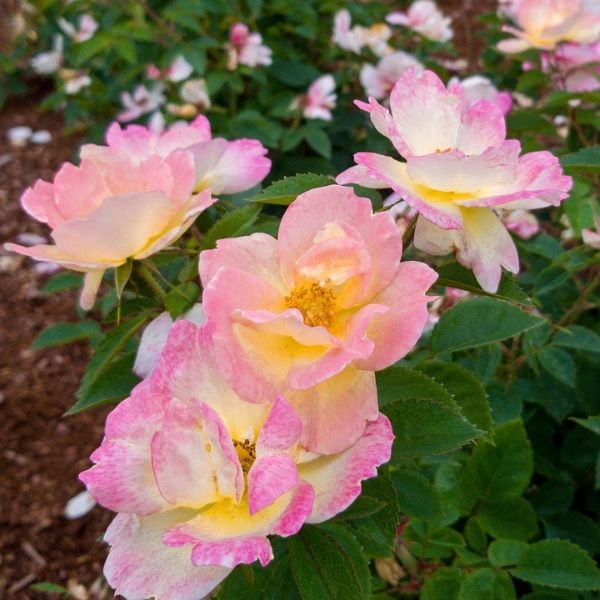 Peach Lemonade&reg; Rose