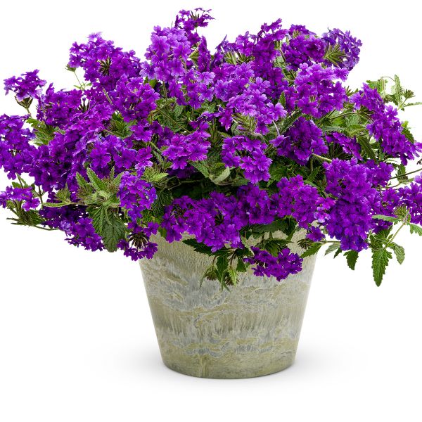 Superbena&reg; Dark Blue Verbena