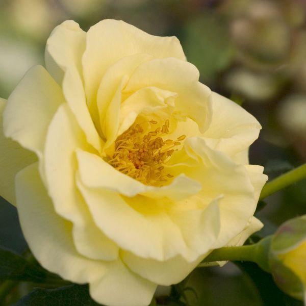 Easy Elegance&reg; High Voltage Rose