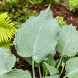 Shadowland&trade; Diamond Lake Hosta