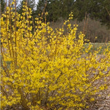 Sunrise Forsythia