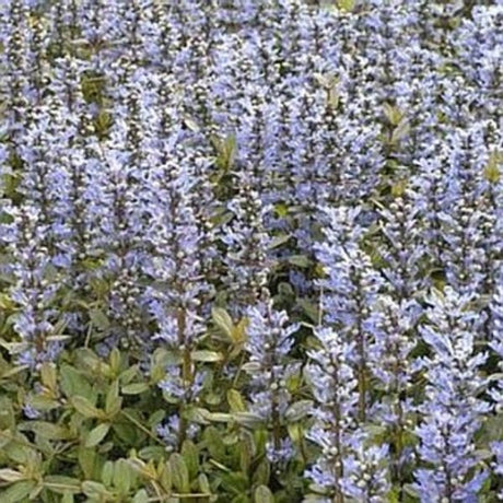 Chocolate Chip Ajuga