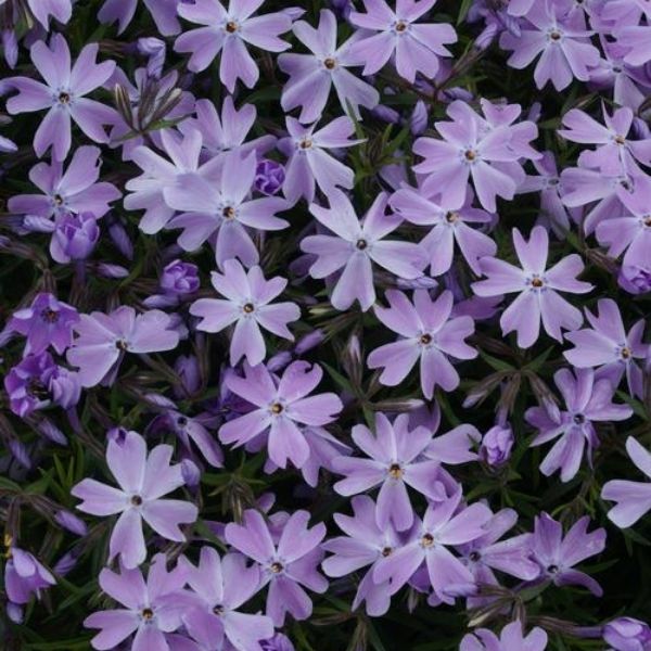 Emerald Blue Phlox