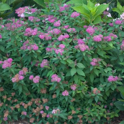 Proven Winners&reg; Color Choice&reg; Double Play&reg; Artisan&reg; Spiraea