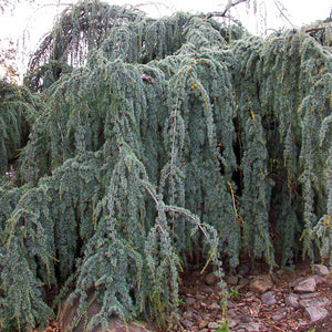 Weeping Blue Atlas Cedar Tree