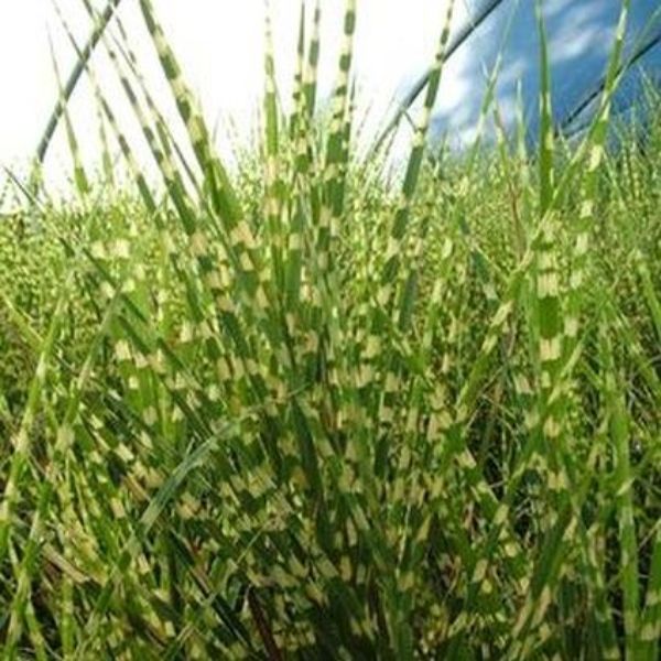 Gold Bar Maiden Grass