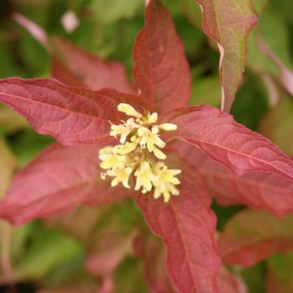 Kodiak&reg; Orange Bush Honeysuckle