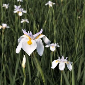 African Iris