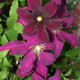 Niobe Clematis