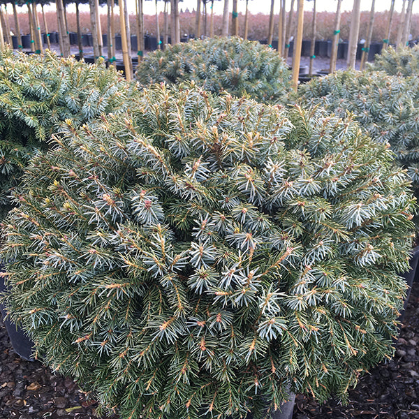 Dwarf Serbian Spruce