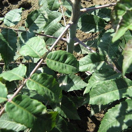 Rocky Mountain Sumac