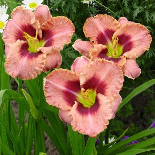 Daring Deception Daylily