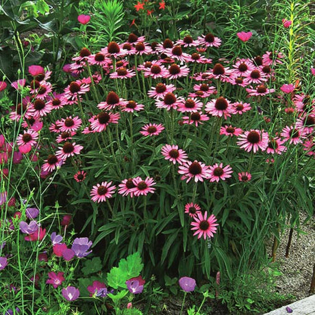 Pixie Meadowbrite Coneflower