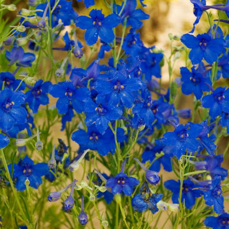 Summer Nights Delphinium