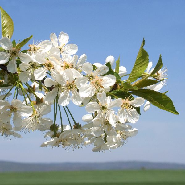 USDA Montmorency Cherry Tree