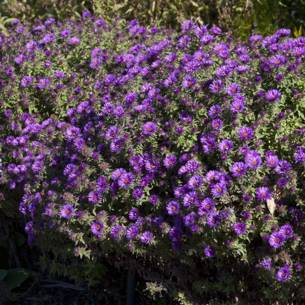 Purple Dome New England Aster