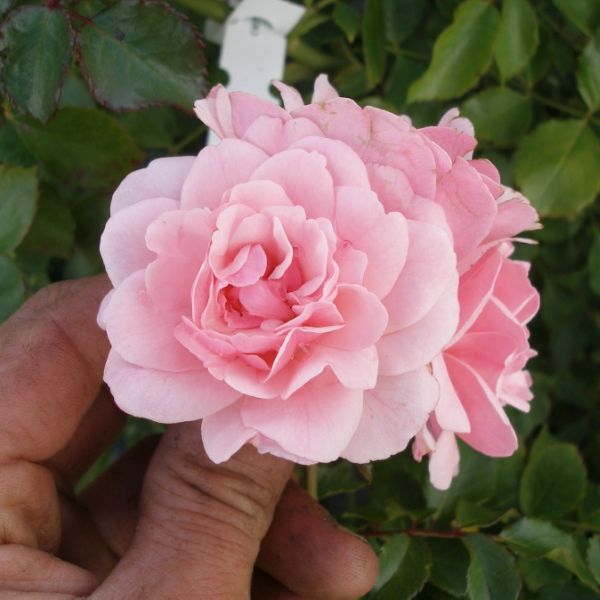 Bonica&reg; Rose