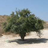 Parfianka Pomegranate Tree