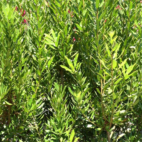 Pacific Wax Myrtle