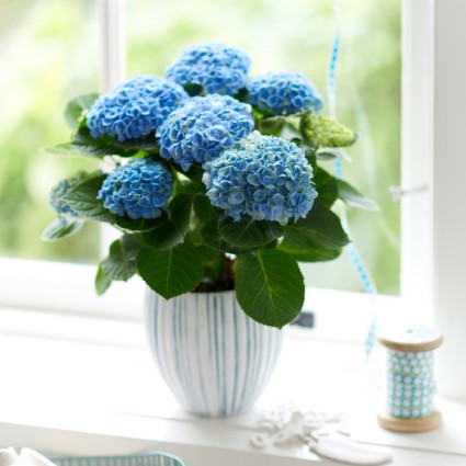 Everlasting&trade; Revolution Hydrangea