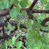 Sentinel Manzanita