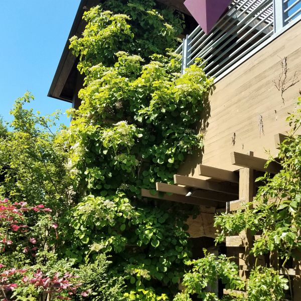 Climbing Hydrangea