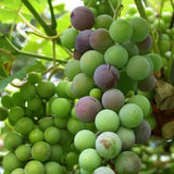 Concord Grape Vine