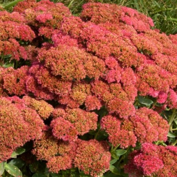 Autumn Fire Sedum