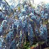 Blue Chinese Wisteria Tree