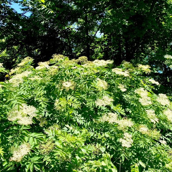 York Elderberry